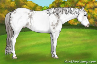 Horse Color:White Spotted Brown Dun Appaloosa Rabicano