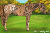Horse Color:Brown Appaloosa Brindle