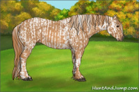 Horse Color:Brown Appaloosa  Brindle
