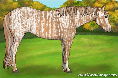 Horse Color: Brown Blanket  Brindle