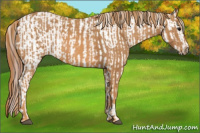 Horse Color:Brown Appaloosa  Brindle