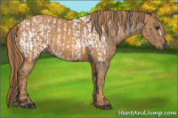 Horse Color:Brown Appaloosa Brindle