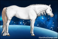 Horse Color:Black Splash Appaloosa 