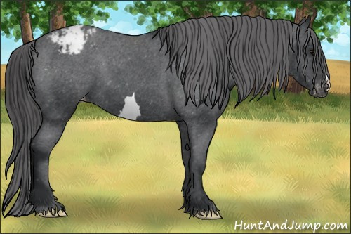 Horse Color: Brown Snowcap 