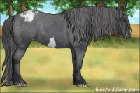 Horse Color:Brown Appaloosa