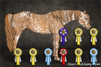Horse Color:Brown Appaloosa Brindle