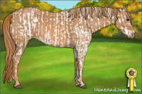 Horse Color:Brown Appaloosa  Brindle