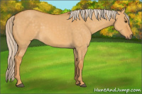 Horse Color:Palomino Dun 
