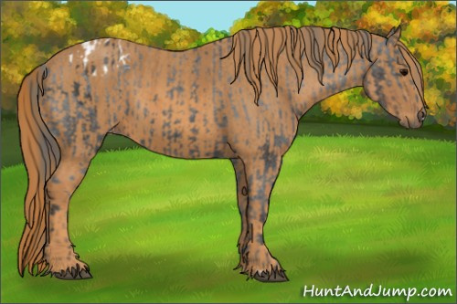 Horse Color: Brown Blanket  Brindle