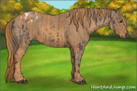 Horse Color:Brown Appaloosa Brindle