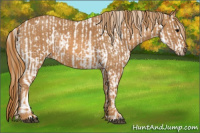 Horse Color:Buckskin Appaloosa  Brindle