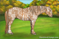 Horse Color:Brown Appaloosa  Brindle