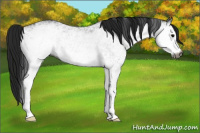 Horse Color:Gray White Spotted Black 