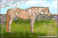 Horse Color:Brown Appaloosa  Brindle