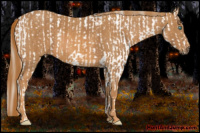 Horse Color:Perlino Appaloosa  Brindle