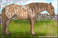 Horse Color:Brown Appaloosa  Brindle