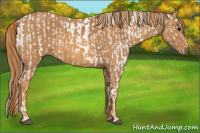 Horse Color:Brown Appaloosa  Brindle
