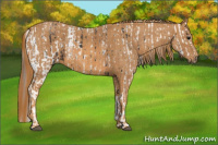 Horse Color:Brown Near Leopard  Brindle