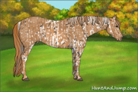 Horse Color:Brown Appaloosa  Brindle