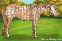 Horse Color:Brown Roan Appaloosa  Brindle