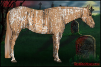Horse Color:Brown Roan Appaloosa  Brindle