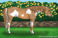 Horse Color:Brown Appaloosa Brindle