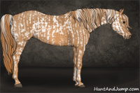 Horse Color:Brown Appaloosa  Brindle