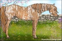 Horse Color:Brown Appaloosa  Brindle