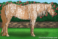 Horse Color:Brown Appaloosa  Brindle