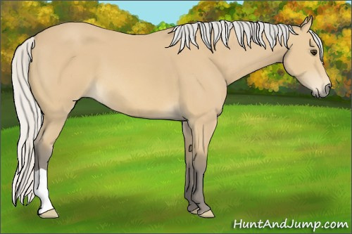 Horse Color: Unknown 