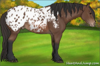 Horse Color:Bay Appaloosa