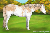 Horse Color:White Spotted Palomino Ice Sabino 