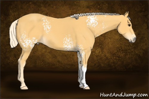Horse Color: White Spotted Palomino Sabino 