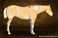 Horse Color:White Spotted Palomino Sabino