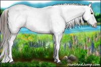 Horse Color:Brown Appaloosa