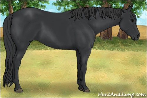 Horse Color: Black 