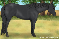Horse Color:Black 