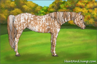 Horse Color:Brown Appaloosa Brindle