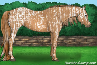 Horse Color:Silver Brown Appaloosa  Brindle