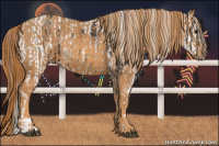 Horse Color:Brown Appaloosa  Brindle