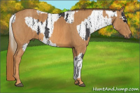 Horse Color:Buckskin Near Leopard  Brindle