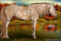 Horse Color:Brown Appaloosa  Brindle