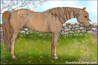 Horse Color:Brown Dun Appaloosa  Brindle
