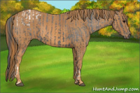 Horse Color:Brown Appaloosa  Brindle