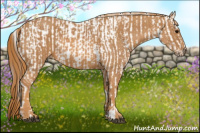 Horse Color:Brown Appaloosa  Brindle