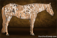 Horse Color:Brown Appaloosa Brindle