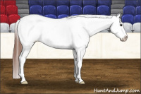Horse Color:Bay Dun Appaloosa