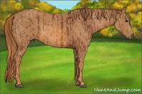 Horse Color:Liver Chestnut Splash Brindle