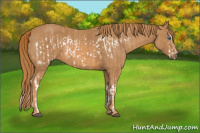Horse Color:Chestnut Splash Frame Brindle