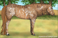 Horse Color:Bay Splash Frame  Brindle